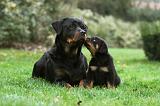 ROTTWEILER 379